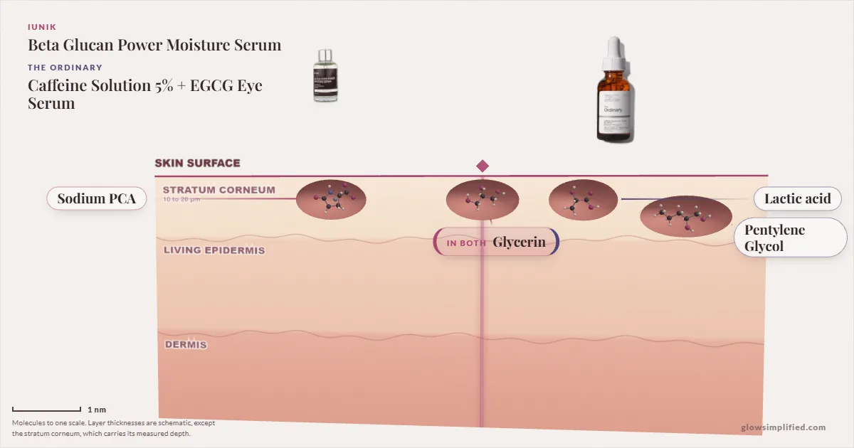 iUNIK Beta Glucan Power Moisture Serum and The Ordinary Caffeine Solution 5% + EGCG Eye Serum: their molecules drawn in one cross-section of skin, shared ingredients on the seam