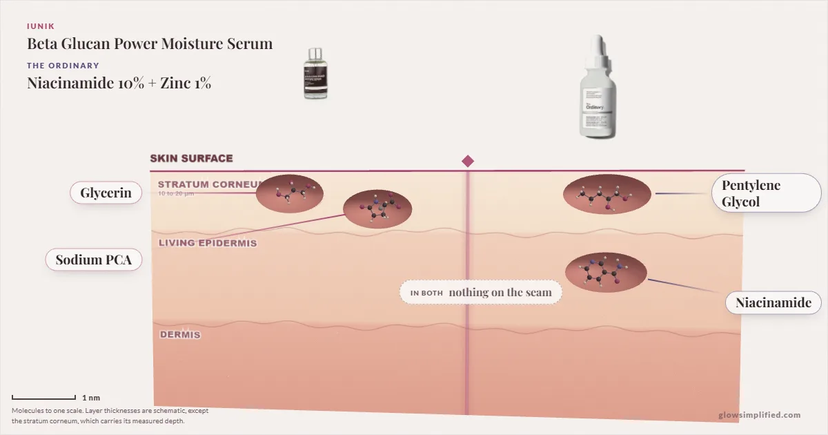 iUNIK Beta Glucan Power Moisture Serum and The Ordinary Niacinamide 10% + Zinc 1%: their molecules drawn in one cross-section of skin, shared ingredients on the seam