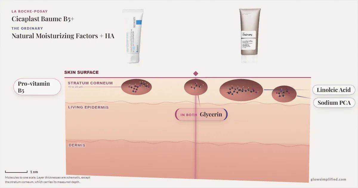La Roche-Posay Cicaplast Baume B5+ and The Ordinary Natural Moisturizing Factors + HA: their molecules drawn in one cross-section of skin, shared ingredients on the seam