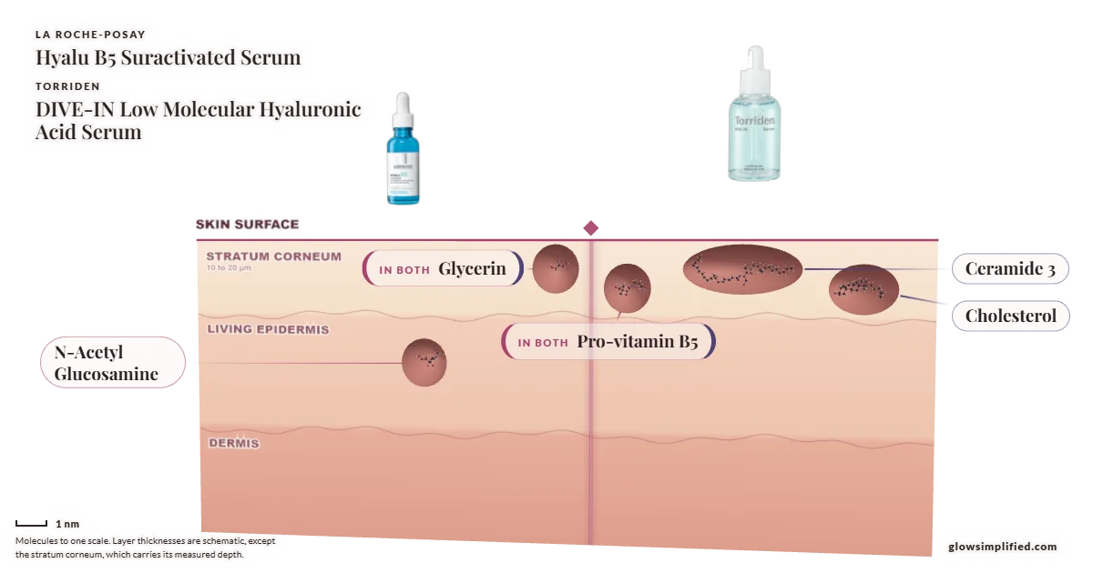 La Roche-Posay Hyalu B5 Suractivated Serum and Torriden DIVE-IN Low Molecular Hyaluronic Acid Serum: their molecules drawn in one cross-section of skin, shared ingredients on the seam
