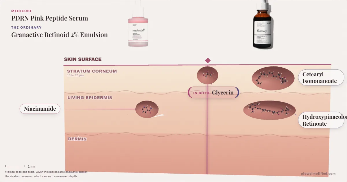 Medicube PDRN Pink Peptide Serum and The Ordinary Granactive Retinoid 2% Emulsion: their molecules drawn in one cross-section of skin, shared ingredients on the seam