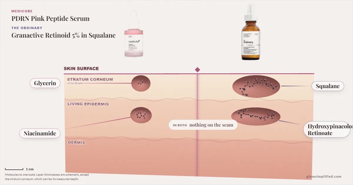 Medicube PDRN Pink Peptide Serum and The Ordinary Granactive Retinoid 5% in Squalane: their molecules drawn in one cross-section of skin, shared ingredients on the seam
