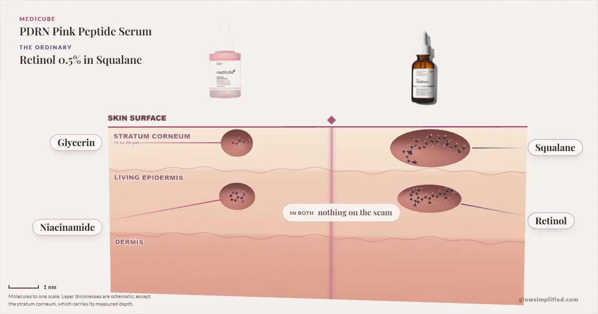 Medicube PDRN Pink Peptide Serum and The Ordinary Retinol 0.5% in Squalane: their molecules drawn in one cross-section of skin, shared ingredients on the seam