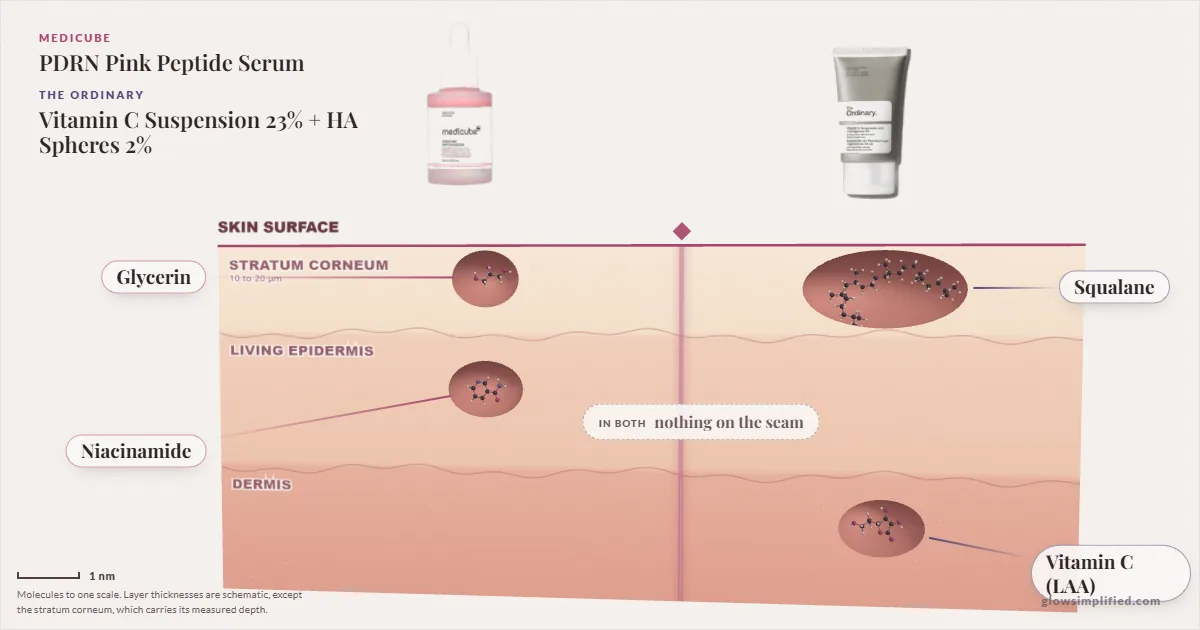 Medicube PDRN Pink Peptide Serum and The Ordinary Vitamin C Suspension 23% + HA Spheres 2%: their molecules drawn in one cross-section of skin, shared ingredients on the seam