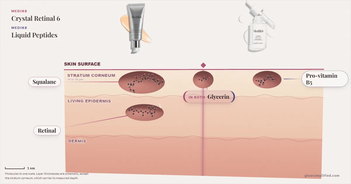 Medik8 Crystal Retinal 6 and Medik8 Liquid Peptides: their molecules drawn in one cross-section of skin, shared ingredients on the seam