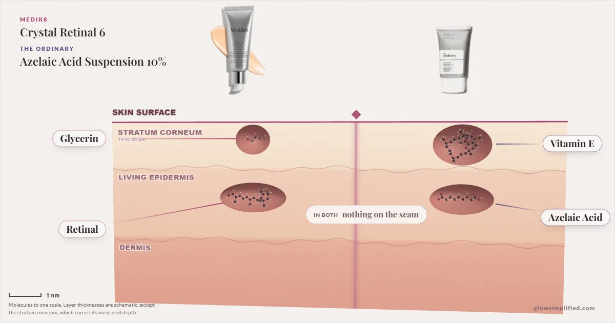 Medik8 Crystal Retinal 6 and The Ordinary Azelaic Acid Suspension 10%: their molecules drawn in one cross-section of skin, shared ingredients on the seam