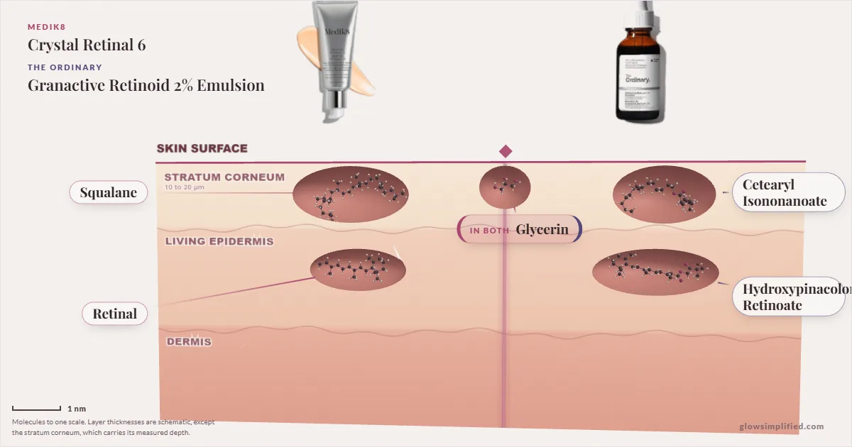Medik8 Crystal Retinal 6 and The Ordinary Granactive Retinoid 2% Emulsion: their molecules drawn in one cross-section of skin, shared ingredients on the seam