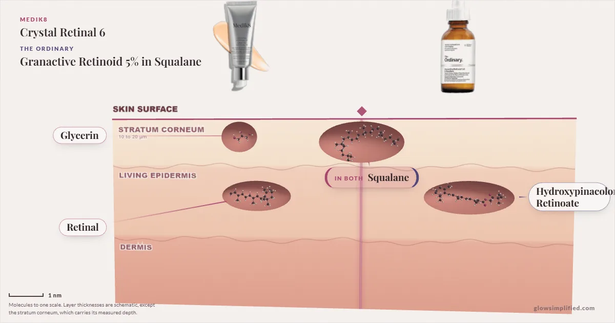 Medik8 Crystal Retinal 6 and The Ordinary Granactive Retinoid 5% in Squalane: their molecules drawn in one cross-section of skin, shared ingredients on the seam