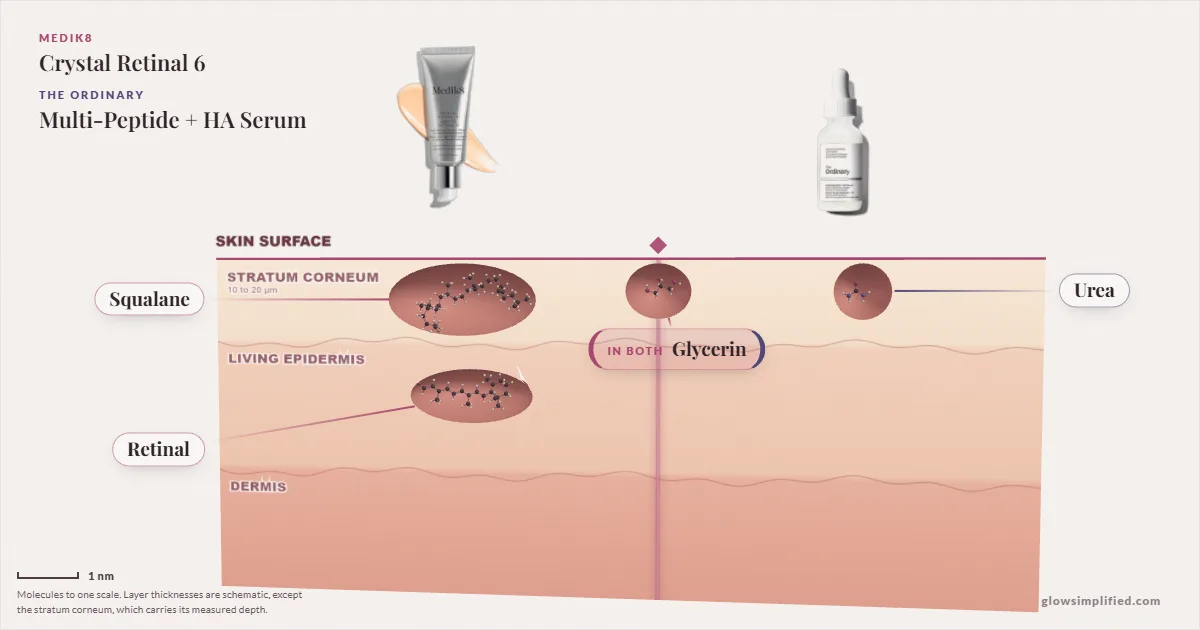 Medik8 Crystal Retinal 6 and The Ordinary Multi-Peptide + HA Serum: their molecules drawn in one cross-section of skin, shared ingredients on the seam