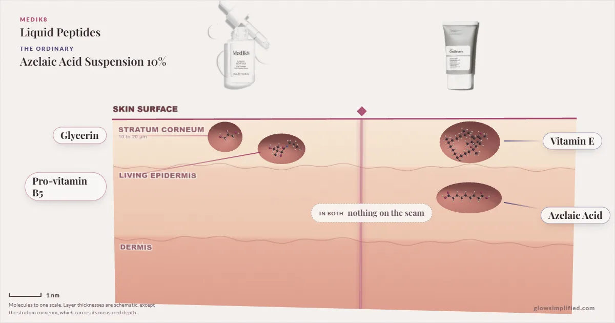 Medik8 Liquid Peptides and The Ordinary Azelaic Acid Suspension 10%: their molecules drawn in one cross-section of skin, shared ingredients on the seam