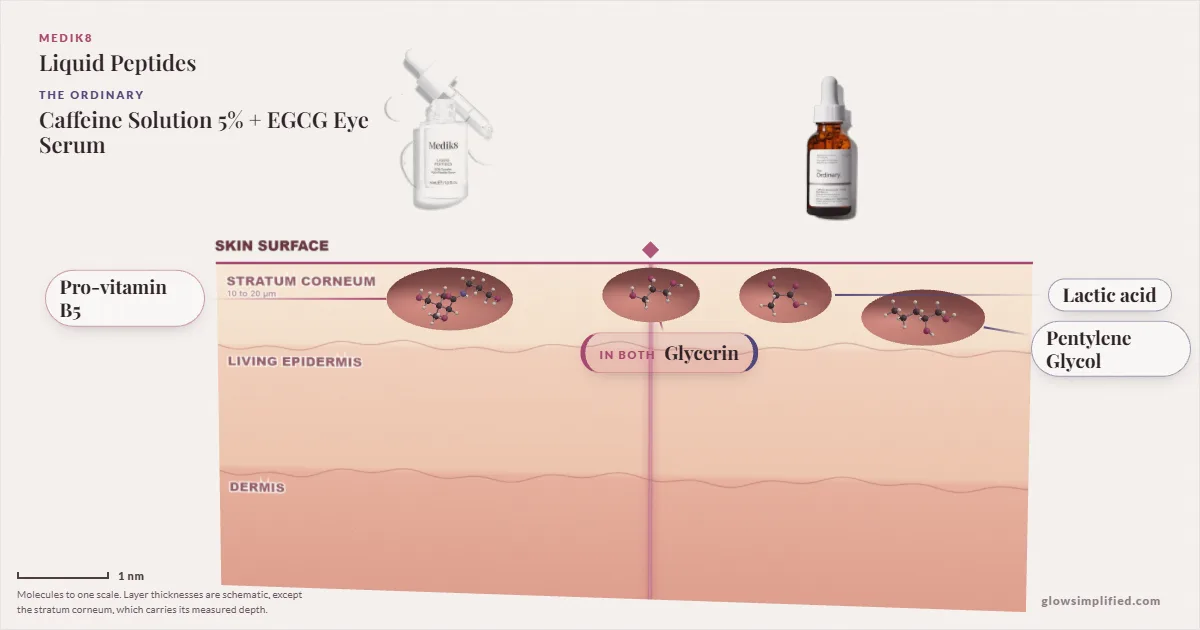 Medik8 Liquid Peptides and The Ordinary Caffeine Solution 5% + EGCG Eye Serum: their molecules drawn in one cross-section of skin, shared ingredients on the seam