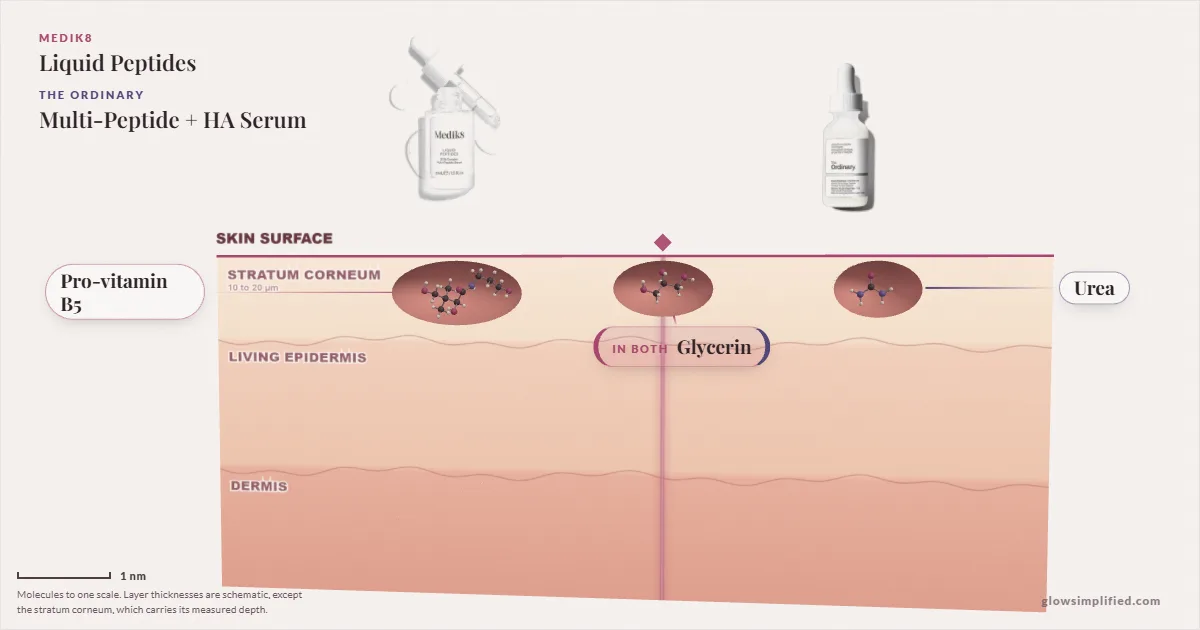 Medik8 Liquid Peptides and The Ordinary Multi-Peptide + HA Serum: their molecules drawn in one cross-section of skin, shared ingredients on the seam
