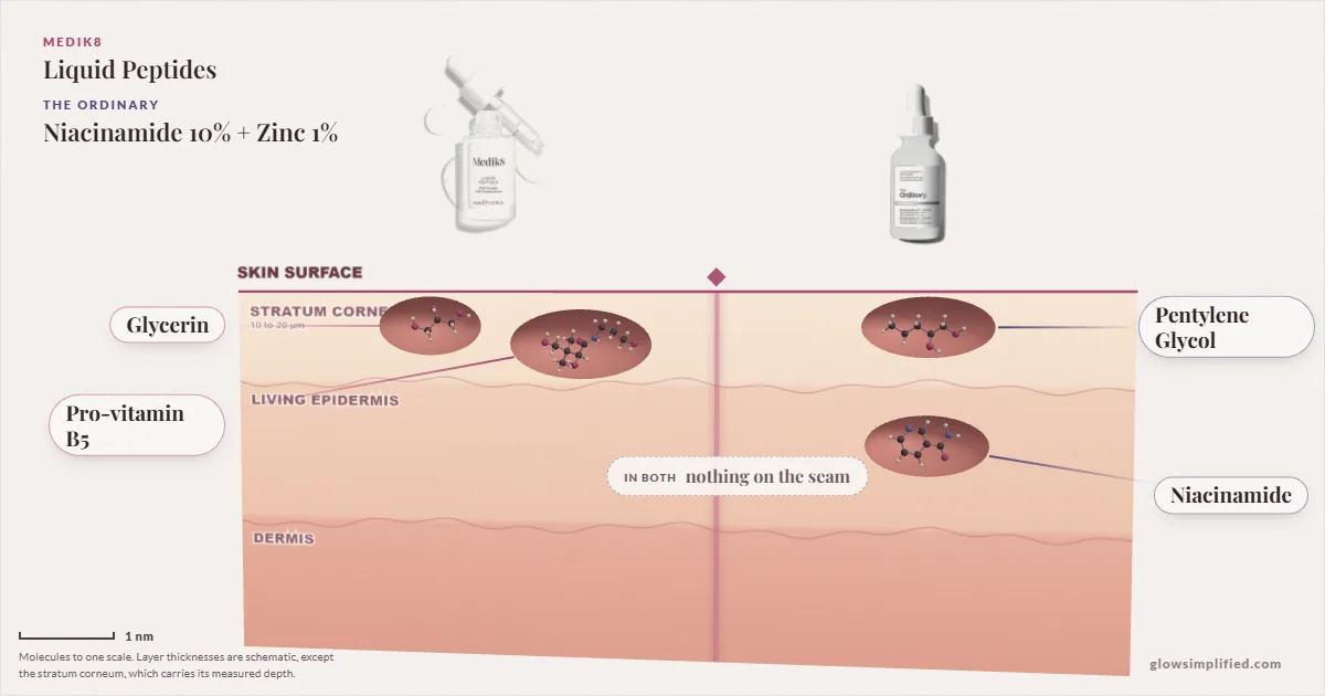 Medik8 Liquid Peptides and The Ordinary Niacinamide 10% + Zinc 1%: their molecules drawn in one cross-section of skin, shared ingredients on the seam