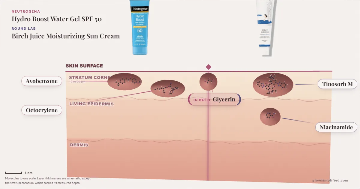 Neutrogena Hydro Boost Water Gel SPF 50 and Round Lab Birch Juice Moisturizing Sun Cream: their molecules drawn in one cross-section of skin, shared ingredients on the seam
