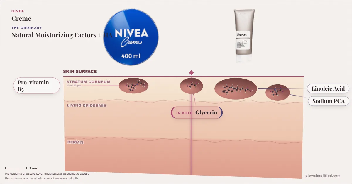 NIVEA Creme and The Ordinary Natural Moisturizing Factors + HA: their molecules drawn in one cross-section of skin, shared ingredients on the seam
