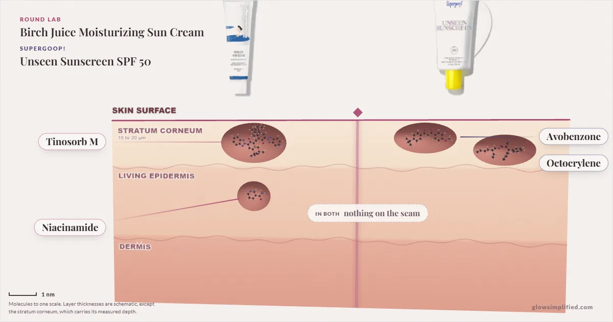 Round Lab Birch Juice Moisturizing Sun Cream and Supergoop! Unseen Sunscreen SPF 50: their molecules drawn in one cross-section of skin, shared ingredients on the seam