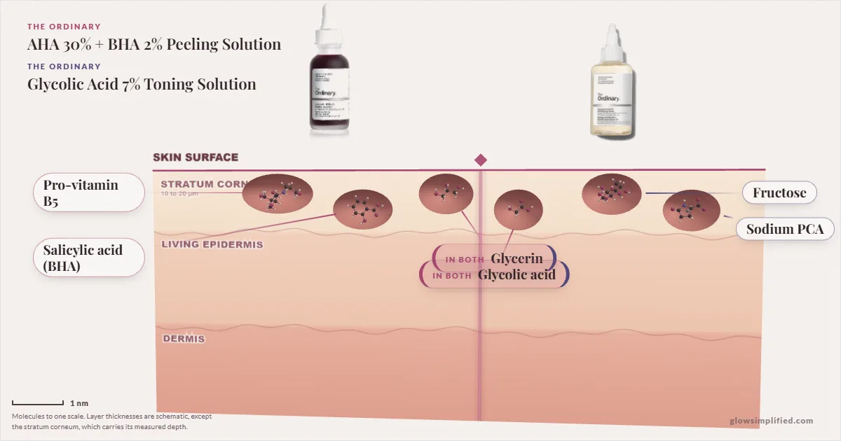 The Ordinary AHA 30% + BHA 2% Peeling Solution and The Ordinary Glycolic Acid 7% Toning Solution: their molecules drawn in one cross-section of skin, shared ingredients on the seam