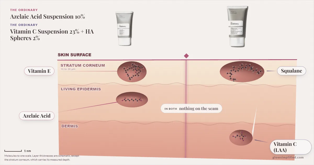 The Ordinary Azelaic Acid Suspension 10% and The Ordinary Vitamin C Suspension 23% + HA Spheres 2%: their molecules drawn in one cross-section of skin, shared ingredients on the seam