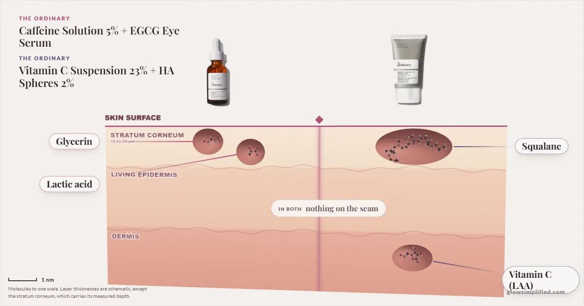 The Ordinary Caffeine Solution 5% + EGCG Eye Serum and The Ordinary Vitamin C Suspension 23% + HA Spheres 2%: their molecules drawn in one cross-section of skin, shared ingredients on the seam