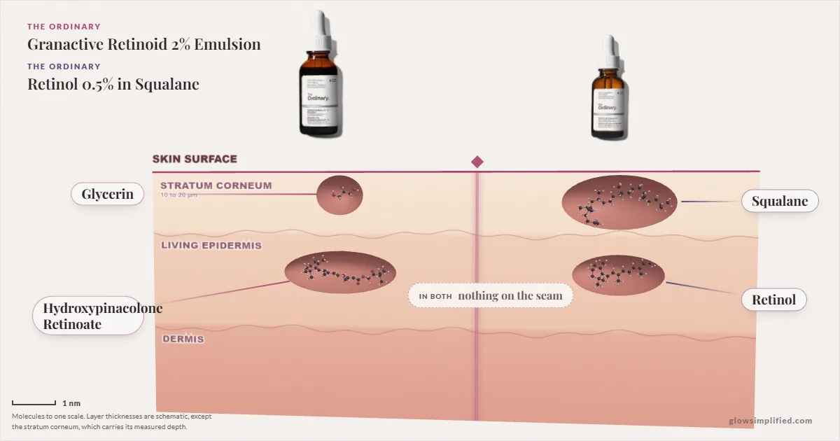 The Ordinary Granactive Retinoid 2% Emulsion and The Ordinary Retinol 0.5% in Squalane: their molecules drawn in one cross-section of skin, shared ingredients on the seam