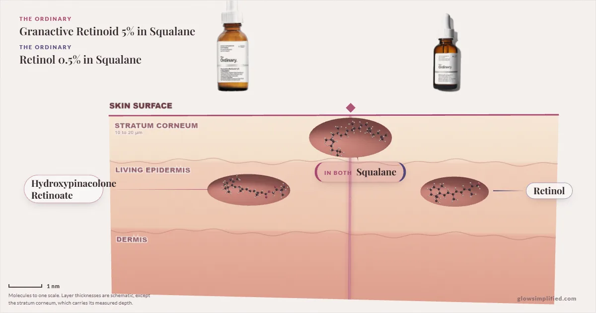 The Ordinary Granactive Retinoid 5% in Squalane and The Ordinary Retinol 0.5% in Squalane: their molecules drawn in one cross-section of skin, shared ingredients on the seam