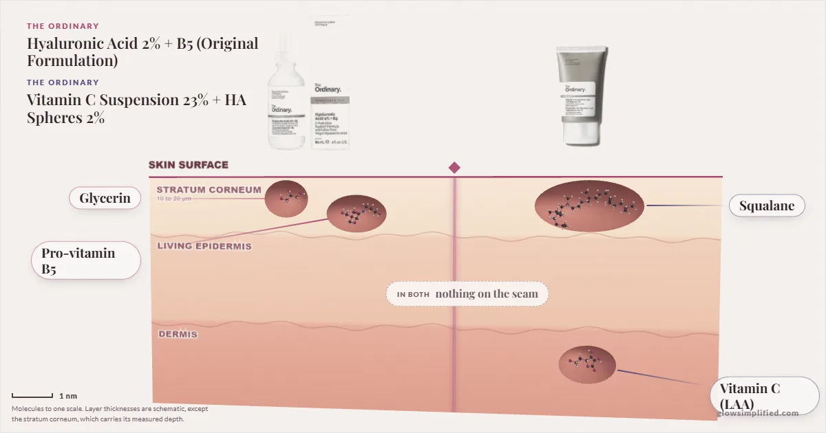 The Ordinary Hyaluronic Acid 2% + B5 (Original Formulation) and The Ordinary Vitamin C Suspension 23% + HA Spheres 2%: their molecules drawn in one cross-section of skin, shared ingredients on the seam