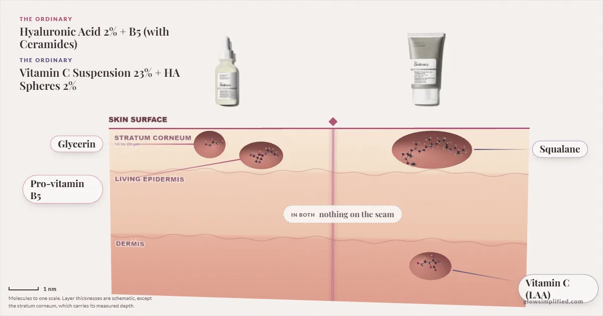 The Ordinary Hyaluronic Acid 2% + B5 (with Ceramides) and The Ordinary Vitamin C Suspension 23% + HA Spheres 2%: their molecules drawn in one cross-section of skin, shared ingredients on the seam
