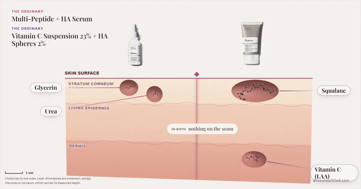 The Ordinary Multi-Peptide + HA Serum and The Ordinary Vitamin C Suspension 23% + HA Spheres 2%: their molecules drawn in one cross-section of skin, shared ingredients on the seam