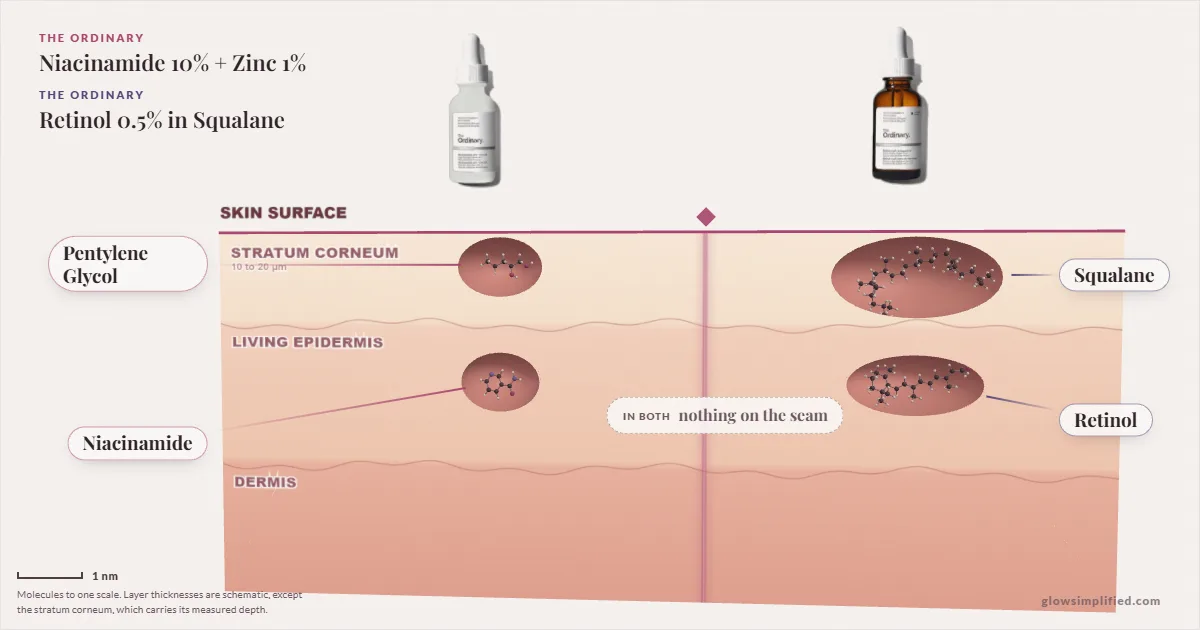 The Ordinary Niacinamide 10% + Zinc 1% and The Ordinary Retinol 0.5% in Squalane: their molecules drawn in one cross-section of skin, shared ingredients on the seam