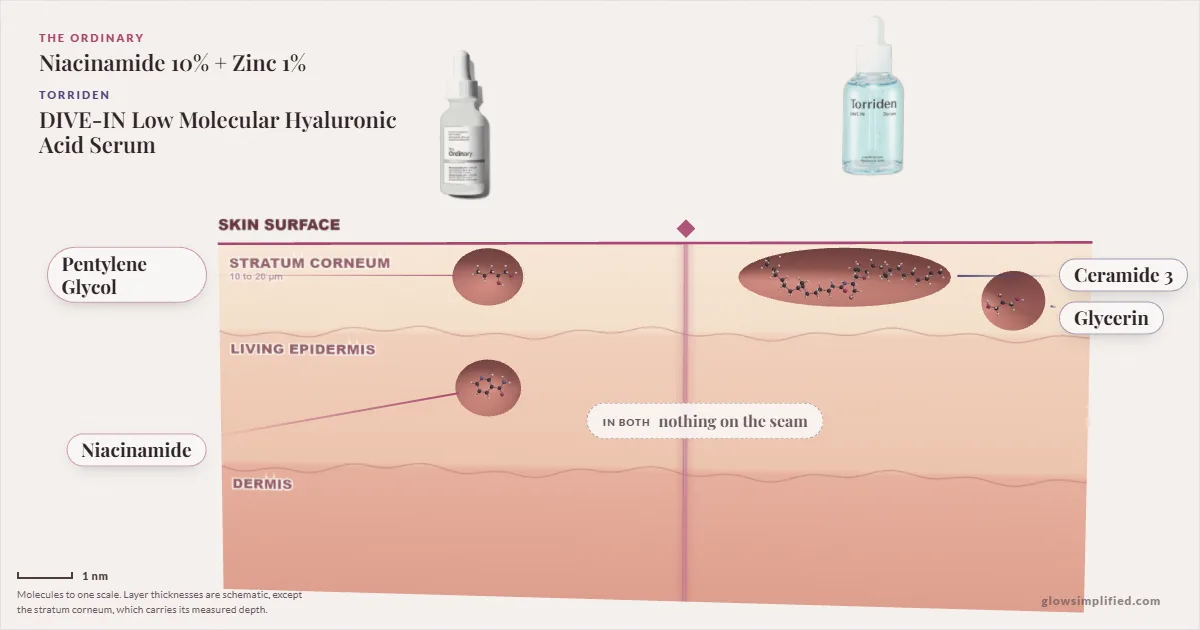 The Ordinary Niacinamide 10% + Zinc 1% and Torriden DIVE-IN Low Molecular Hyaluronic Acid Serum: their molecules drawn in one cross-section of skin, shared ingredients on the seam