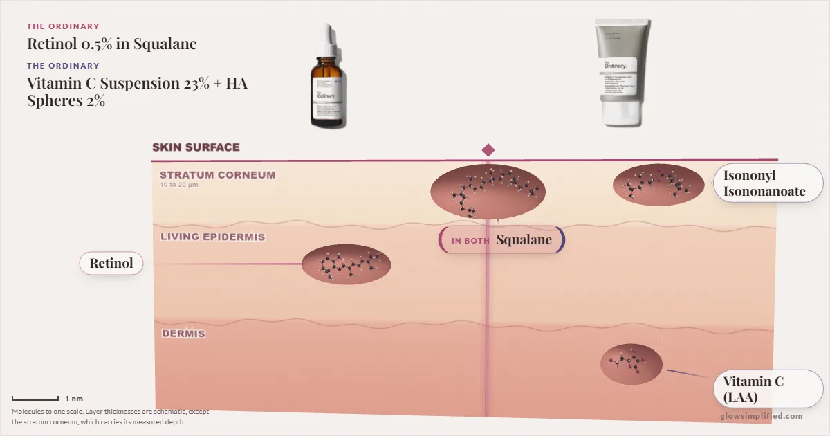 The Ordinary Retinol 0.5% in Squalane and The Ordinary Vitamin C Suspension 23% + HA Spheres 2%: their molecules drawn in one cross-section of skin, shared ingredients on the seam