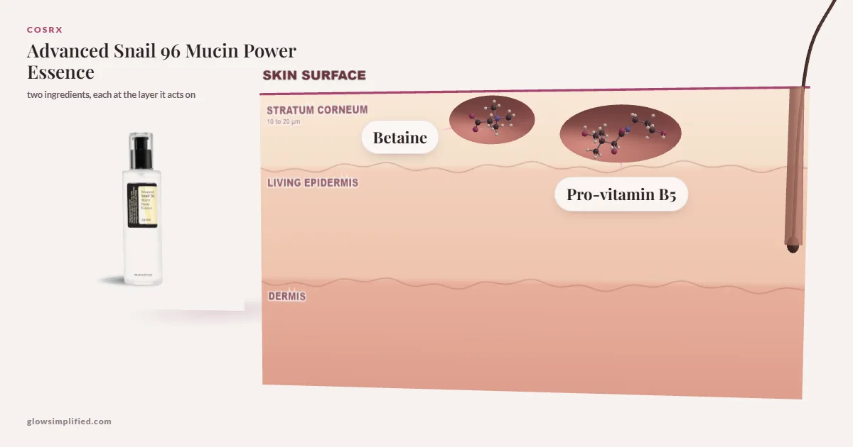 COSRX Advanced Snail 96 Mucin Power Essence: Betaine, Pro-vitamin B5 drawn in a cross-section of skin, each at the layer it acts on