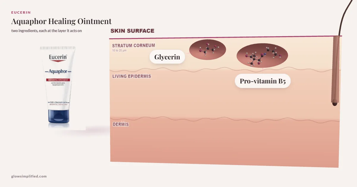 Eucerin Aquaphor Healing Ointment: Glycerin, Pro-vitamin B5 drawn in a cross-section of skin, each at the layer it acts on