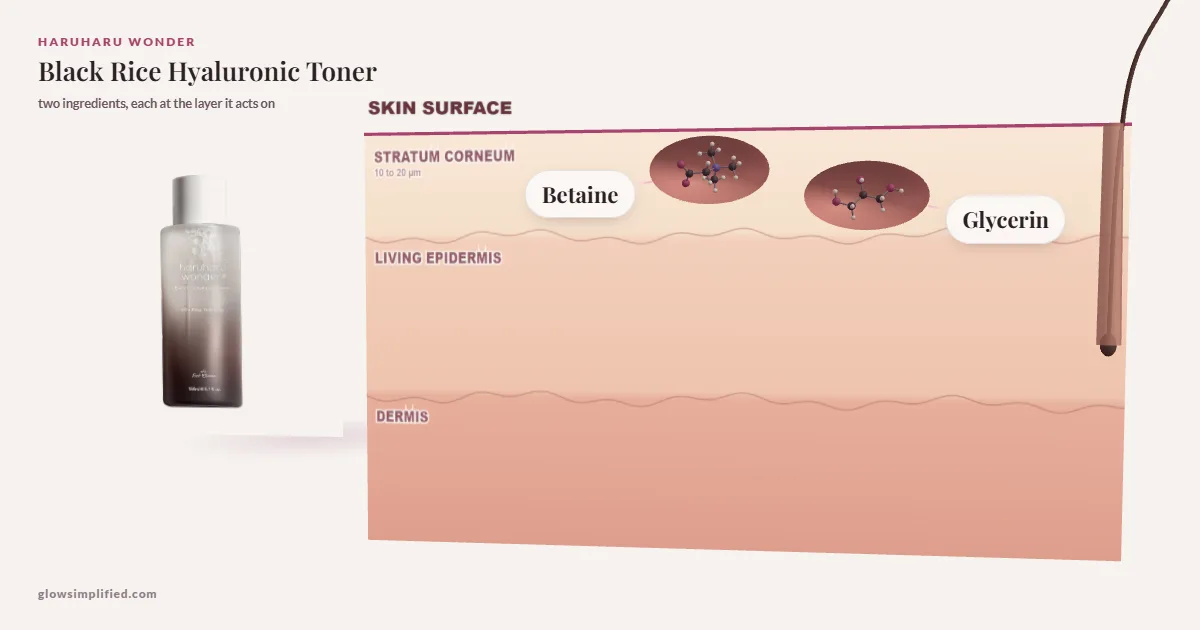 Haruharu Wonder Black Rice Hyaluronic Toner: Betaine, Glycerin drawn in a cross-section of skin, each at the layer it acts on