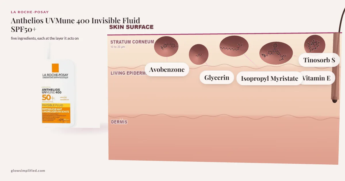 La Roche-Posay Anthelios UVMune 400 Invisible Fluid SPF50+: Avobenzone, Glycerin, Isopropyl Myristate, Tinosorb S, Vitamin E drawn in a cross-section of skin, each at the layer it acts on