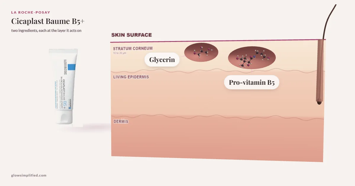 La Roche-Posay Cicaplast Baume B5+: Glycerin, Pro-vitamin B5 drawn in a cross-section of skin, each at the layer it acts on