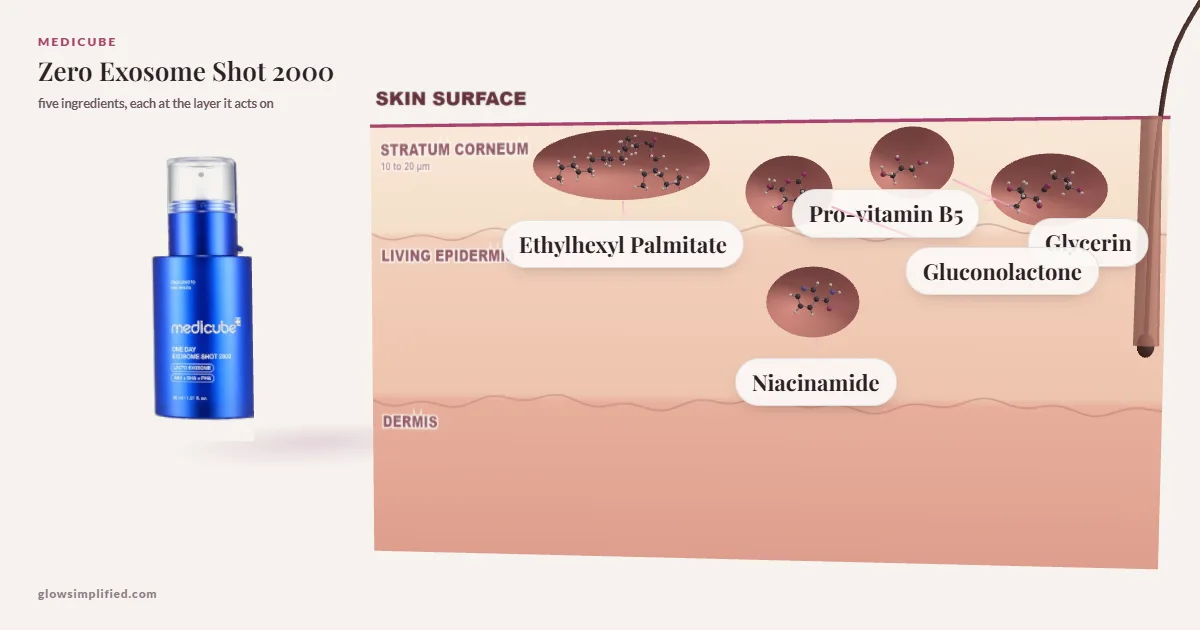 Medicube Zero Exosome Shot 2000: Ethylhexyl Palmitate, Gluconolactone, Glycerin, Pro-vitamin B5, Niacinamide drawn in a cross-section of skin, each at the layer it acts on