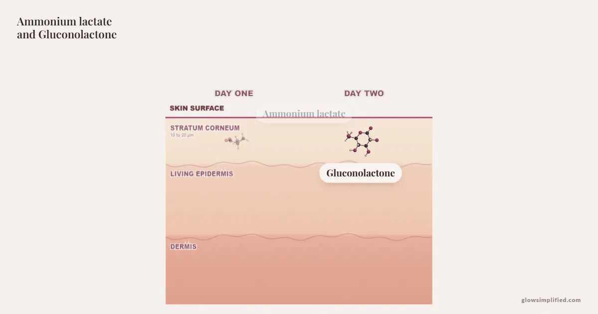 Ammonium lactate and Gluconolactone meeting on a cross-section of skin