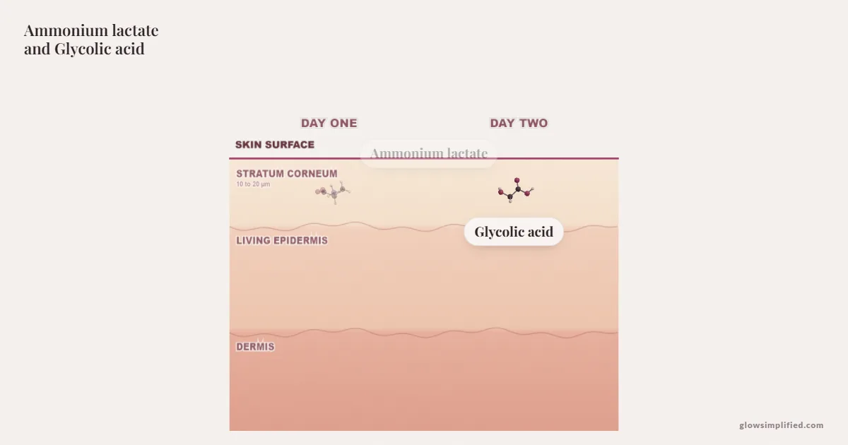 Ammonium lactate and Glycolic acid meeting on a cross-section of skin