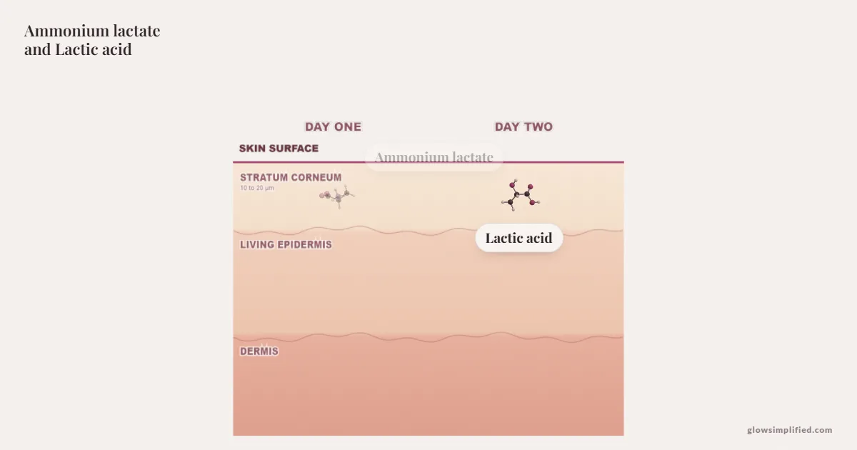 Ammonium lactate and Lactic acid meeting on a cross-section of skin