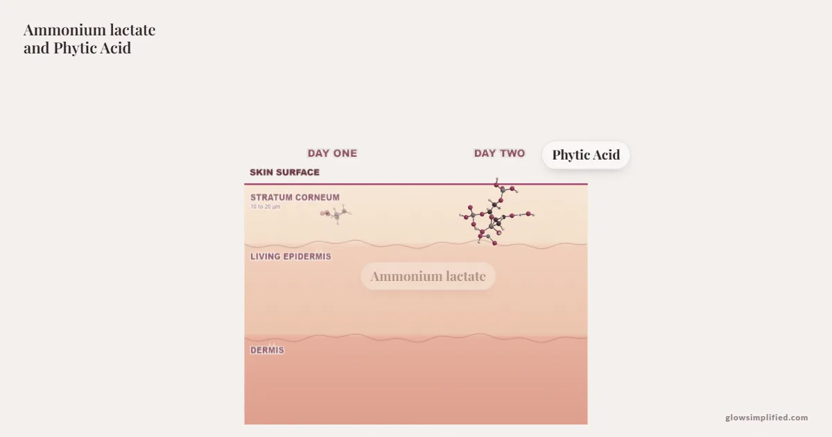 Ammonium lactate and Phytic Acid meeting on a cross-section of skin