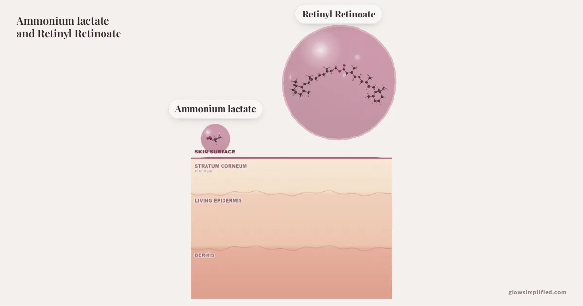 Ammonium lactate and Retinyl Retinoate meeting on a cross-section of skin
