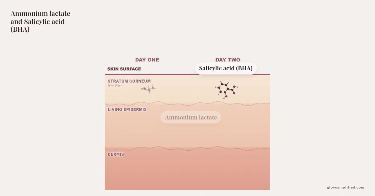 Ammonium lactate and Salicylic acid (BHA) meeting on a cross-section of skin
