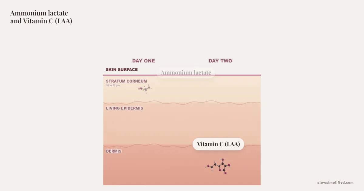 Ammonium lactate and Vitamin C (LAA) meeting on a cross-section of skin
