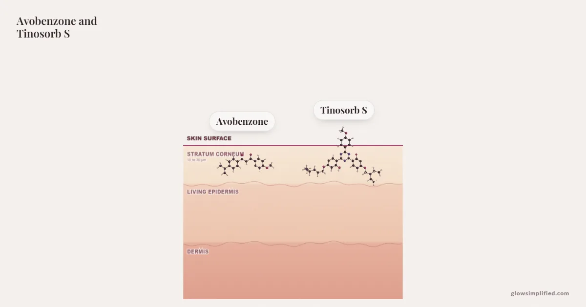 Avobenzone and Tinosorb S meeting on a cross-section of skin