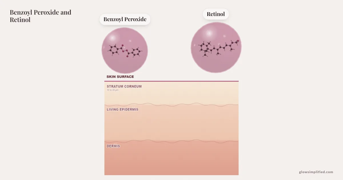 Benzoyl Peroxide and Retinol meeting on a cross-section of skin
