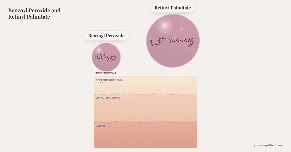 Benzoyl Peroxide and Retinyl Palmitate meeting on a cross-section of skin