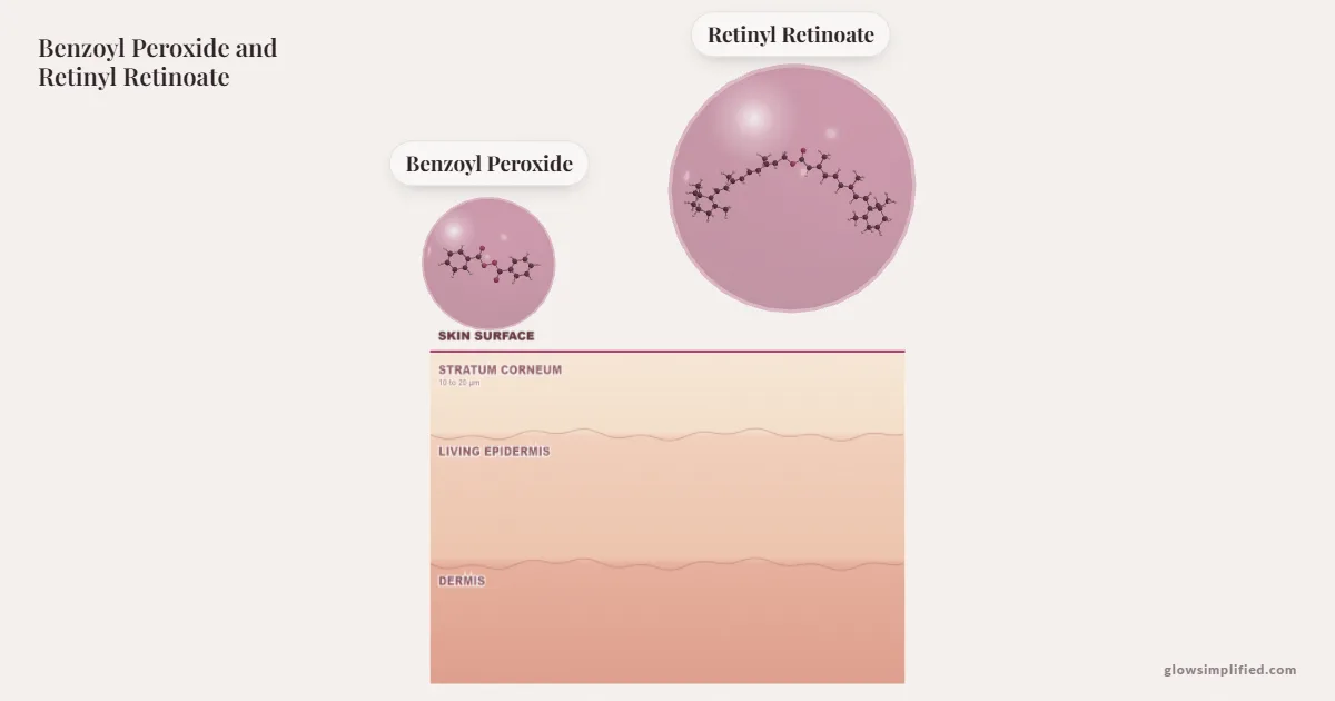 Benzoyl Peroxide and Retinyl Retinoate meeting on a cross-section of skin