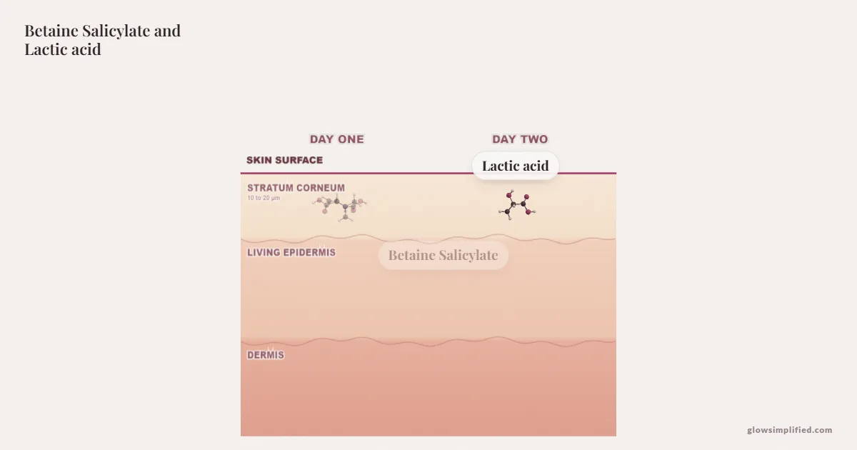 Betaine Salicylate and Lactic acid meeting on a cross-section of skin