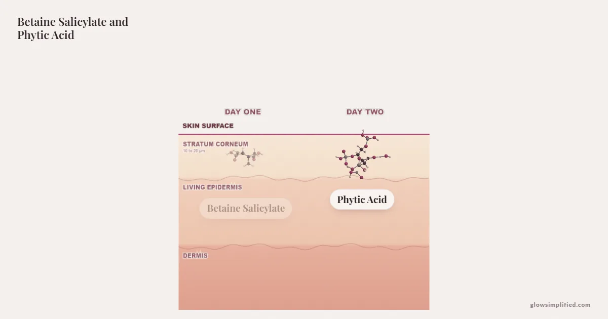 Betaine Salicylate and Phytic Acid meeting on a cross-section of skin